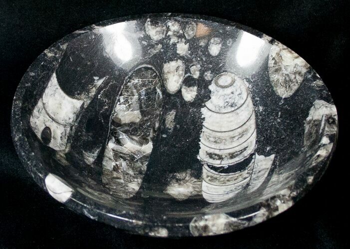 Fossil Goniatite Bowl - Stoneware #18044